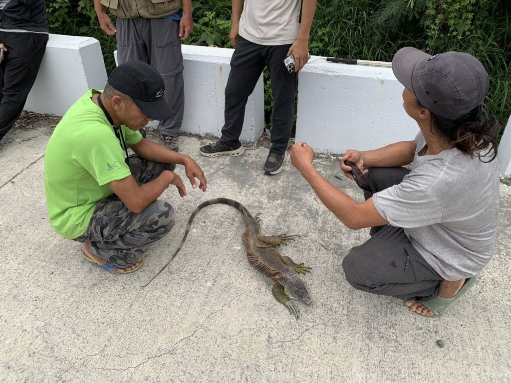 台東森林公園綠鬣蜥現蹤  成功移除避免生態受威脅