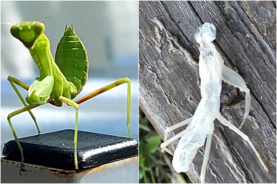 影音/山野觀察/蟲蟲世界之螳螂蛻皮