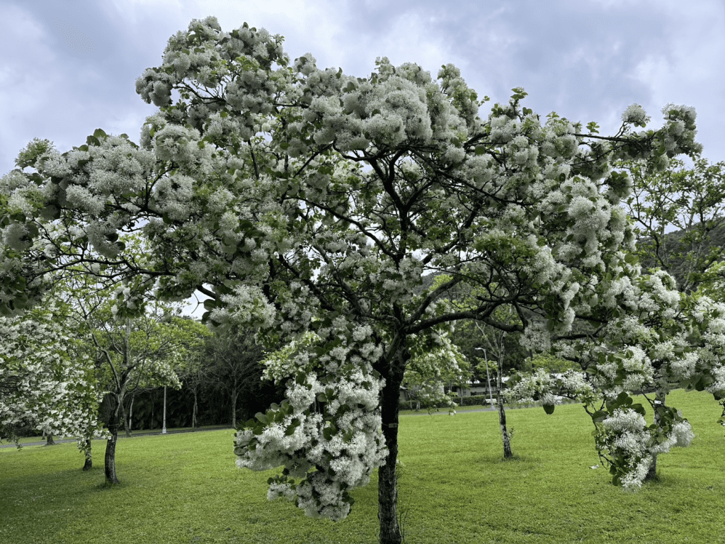 四月春暖花開 大安森林公園、二二八公園、南港公園流蘇綻放