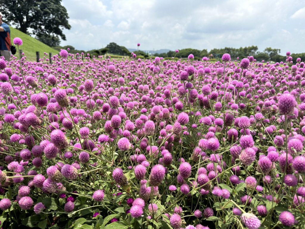 1000株千日紅夢幻登場！　 后里環保公園化身粉紫童話花園