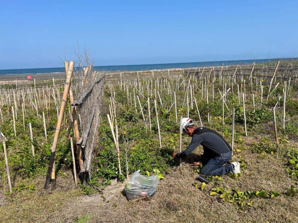 推動海岸生態復甦！　中市觀旅局揭大安海岸林復育成果