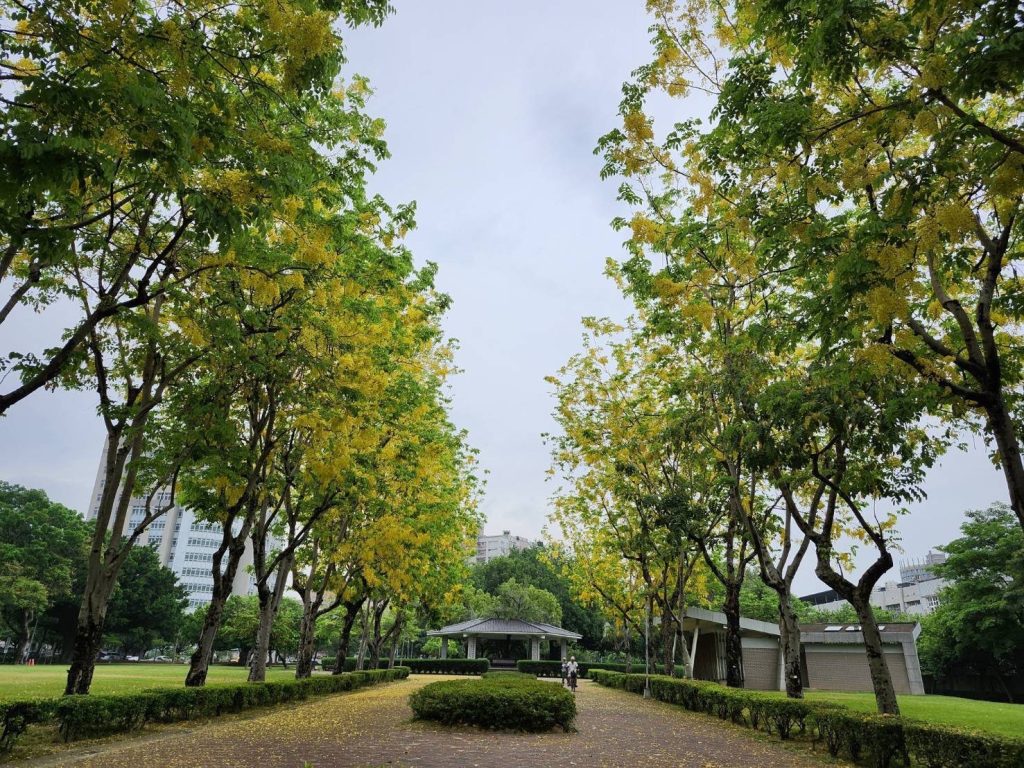 中市街頭夏日花季綻放！  阿勃勒與大花紫薇共譜浪漫詩篇