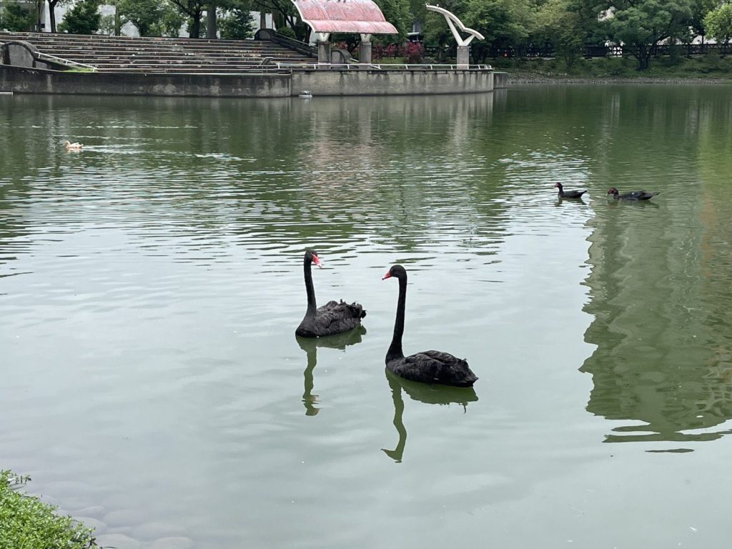 秋紅谷黑天鵝搬新家啦！ 　「鳶鳶」與「揚揚」飛向北大展開新生活