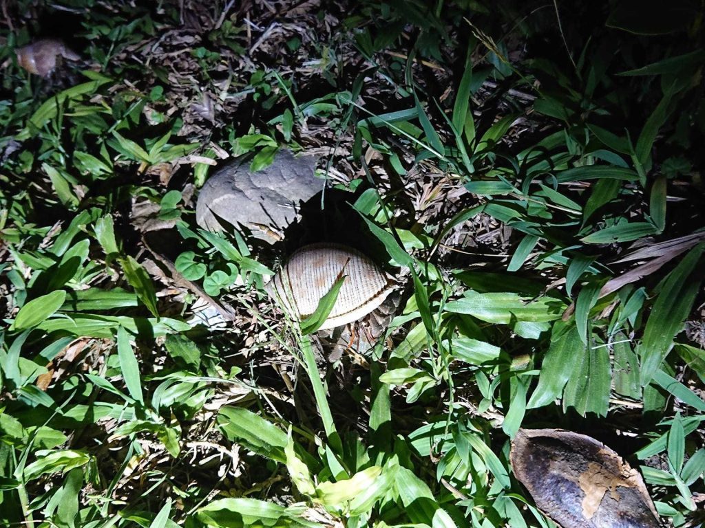 體驗東海岸自然魅力  「夜訪小野柳」4月起登場