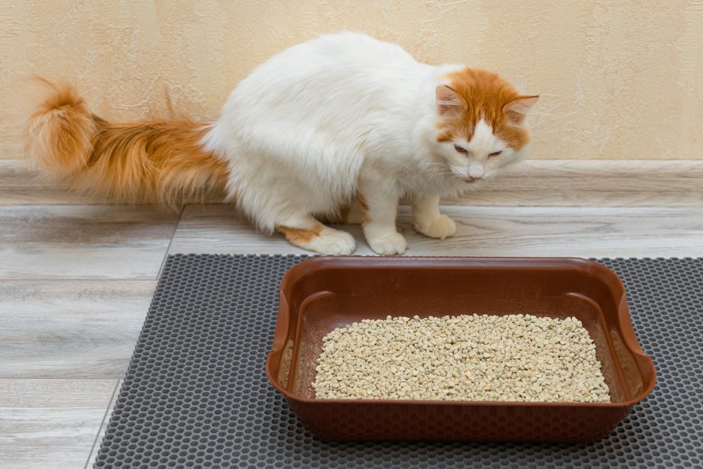 貓奴必看！踩到貓砂別崩潰 4大神招讓妳笑著搞定