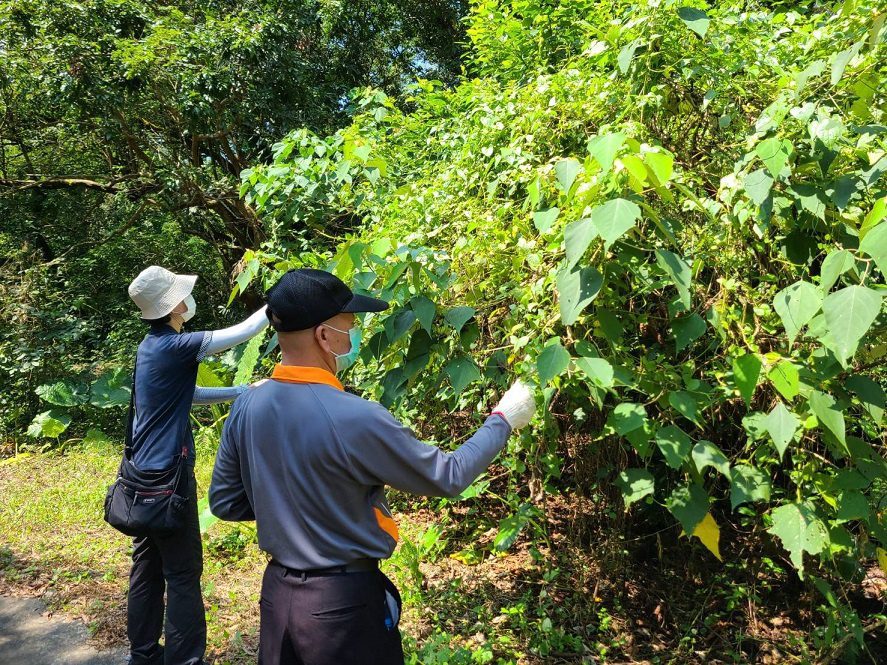 屏東林管處　小花蔓澤蘭防治活動開跑