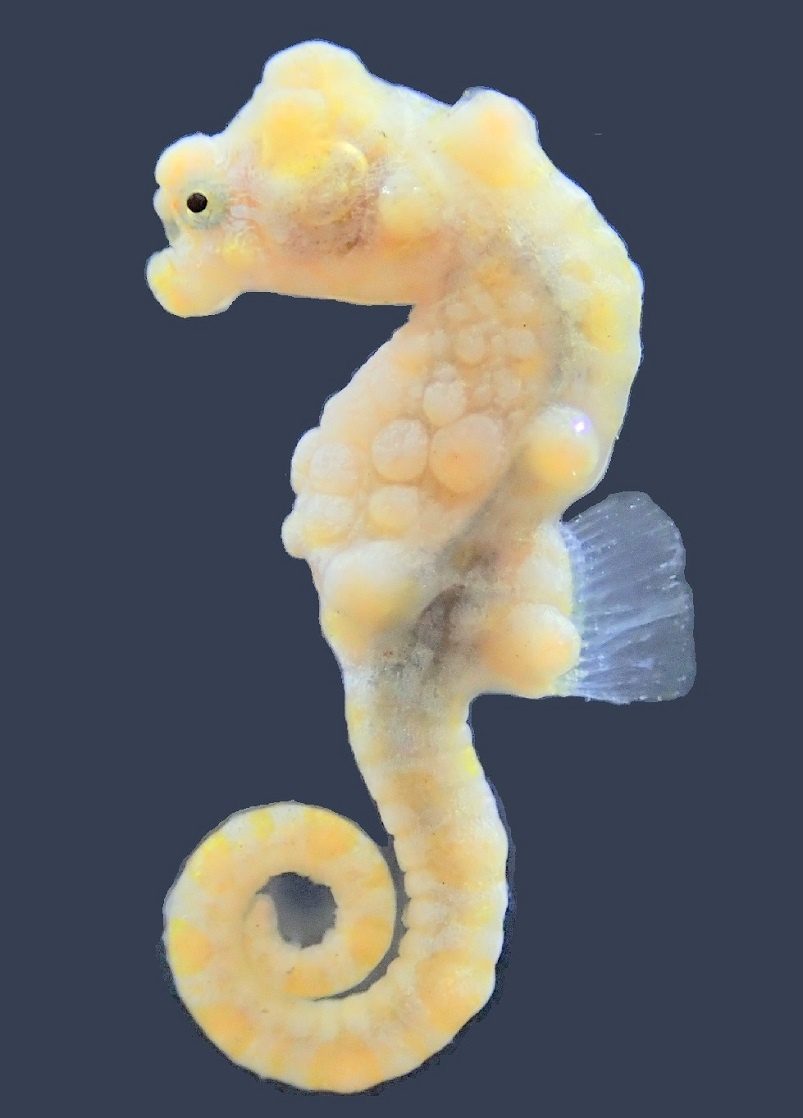 國家海洋研究院首次記錄到豆丁海馬  為該海域豐富的海洋生物多樣性再增添一筆重要的發現