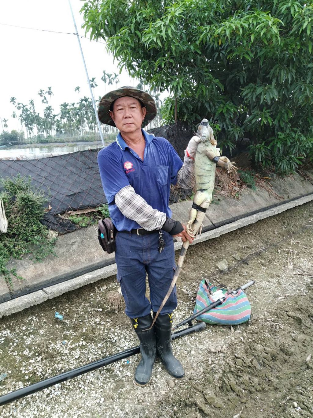 綠鬣蜥肆虐萬丹紅豆田　屏縣府持續強力移除