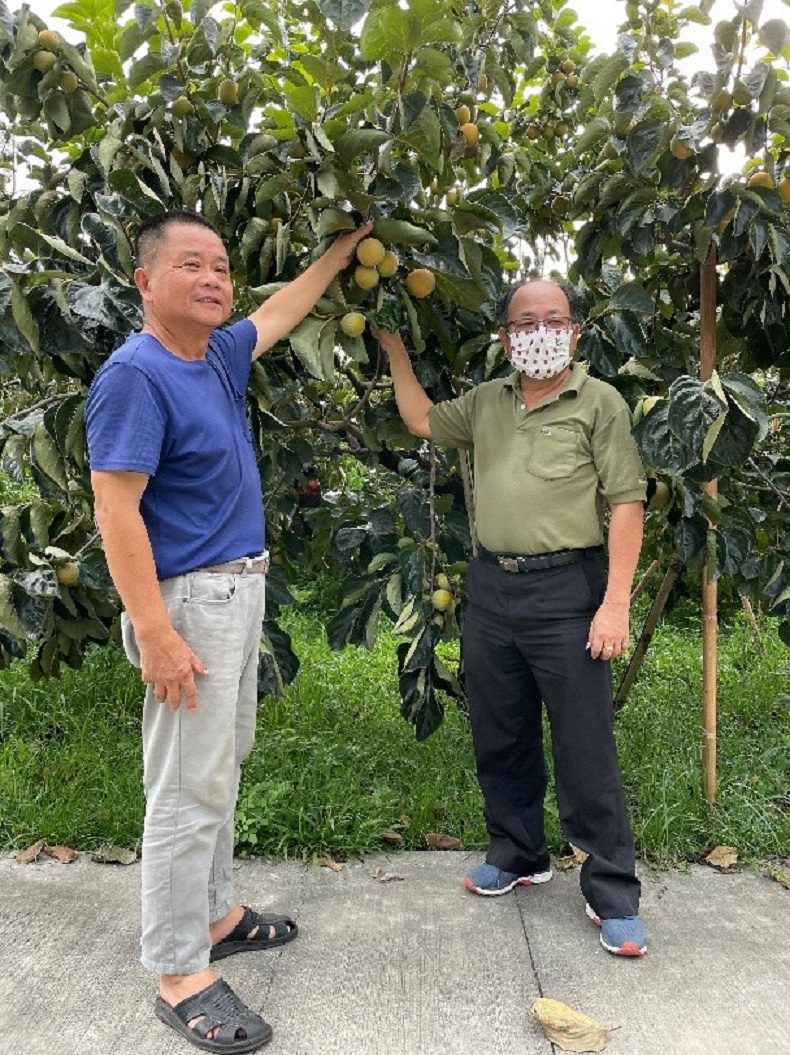 好柿　發生在嘉義