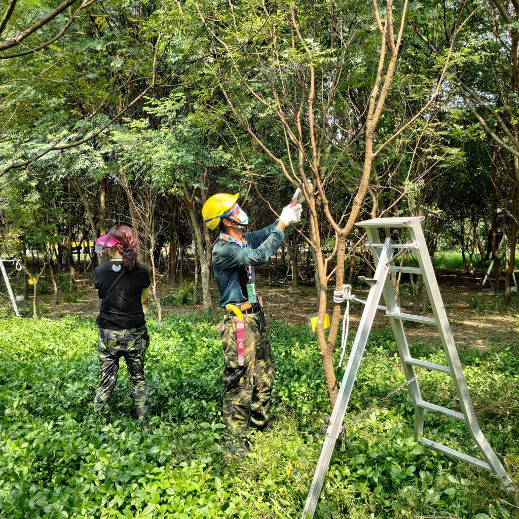 屏縣府將修正「行道樹及喬木修剪作業規範」 回應民眾愛護樹木的期待