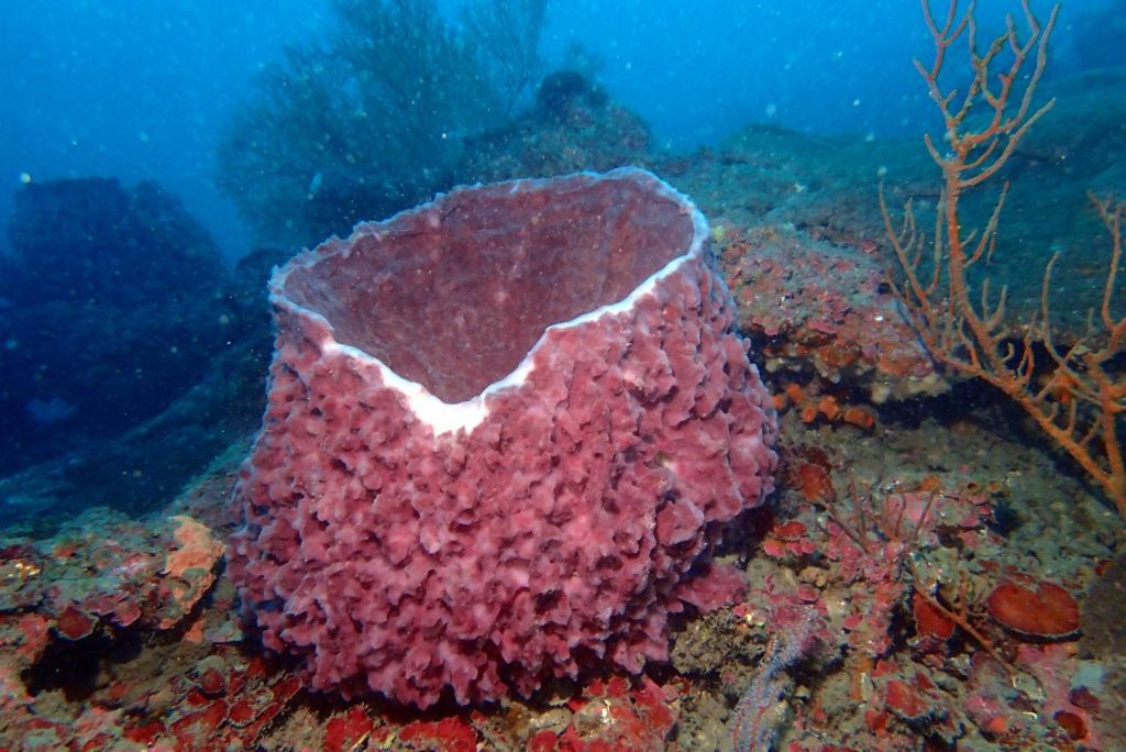 「把海洋帶回家」海科館水下攝影實錄　潮境水下4K海底生態實景