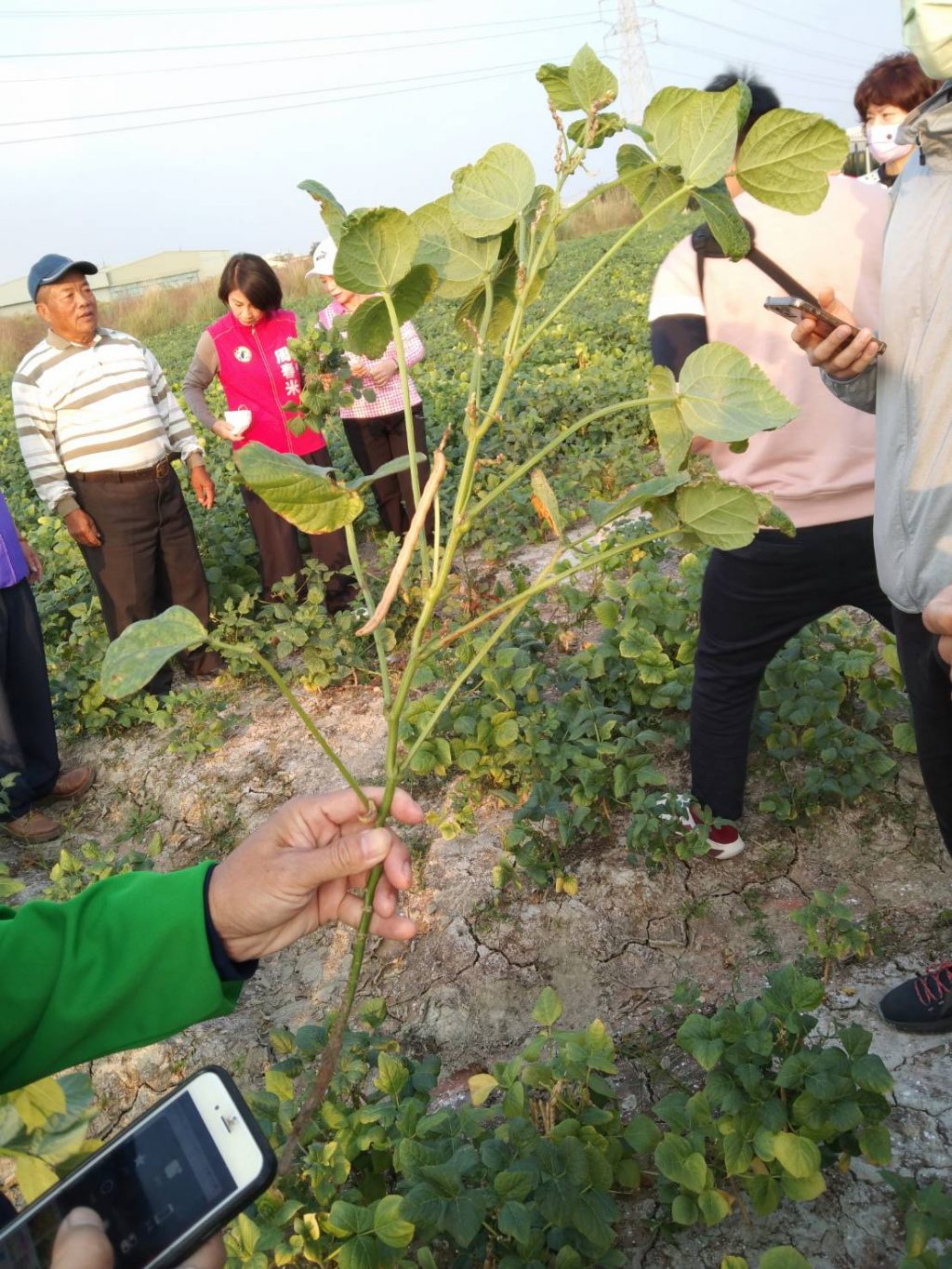 雨害農業天然災害救助公告　請縣內種植紅豆農民於期限內申請