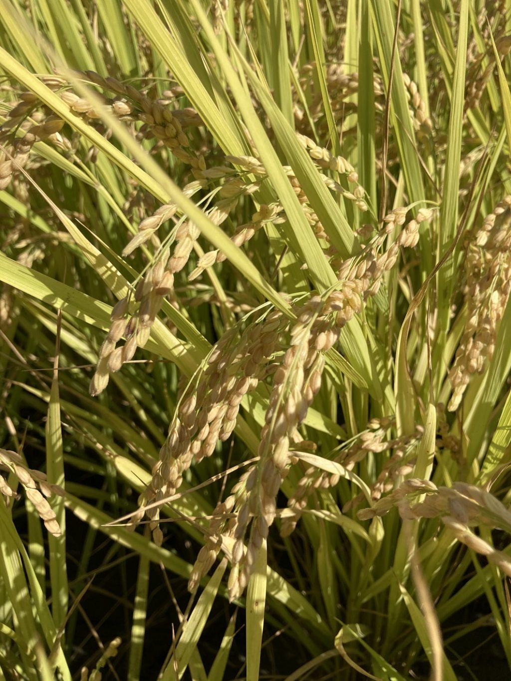 推動稻作四選三、水稻收入保險　確保農業永續經營