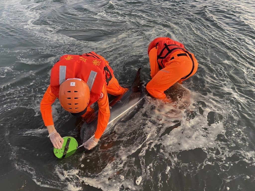 保育類花紋海豚擱淺高雄竹子溪 海巡眼明手快成功救援