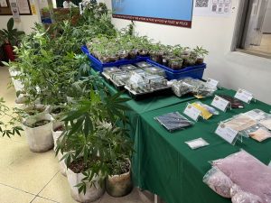 三民第二分局偵破住宅內栽種大麻製毒工廠及毒品咖啡包分裝廠　共計查獲大麻活株258株