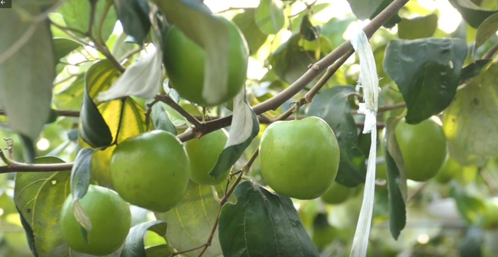 南國天物 讓你「棗」到幸福好滋味