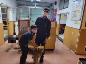 「黃金獵犬」迷途走失　枋警透由社群網站發文找回失主