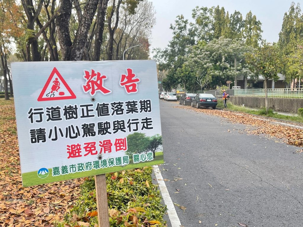 嘉市世賢路桃花心木正值落葉期 環保局加強清掃維護市容