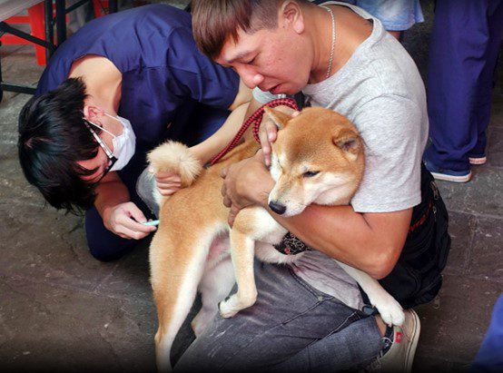 嘉義市犬貓狂犬病疫苗預防注射優惠活動 守護毛小孩健康