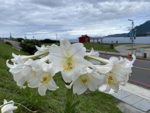 八斗子復育公園百合花盛開吸引民眾賞花　海科館與新北八里垃圾掩埋場攜手百合花復育有成