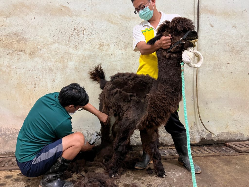 壽山動物園暑期限定理髮店開張　羊駝甩掉蓬鬆毛髮，清爽過炎夏