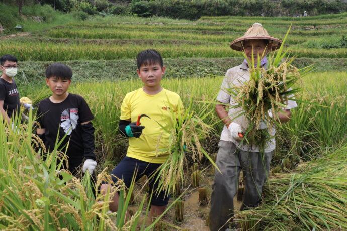 家庭志工百年梯田「稻」此一遊 祖孫節石門嵩山親子割稻打榖樂