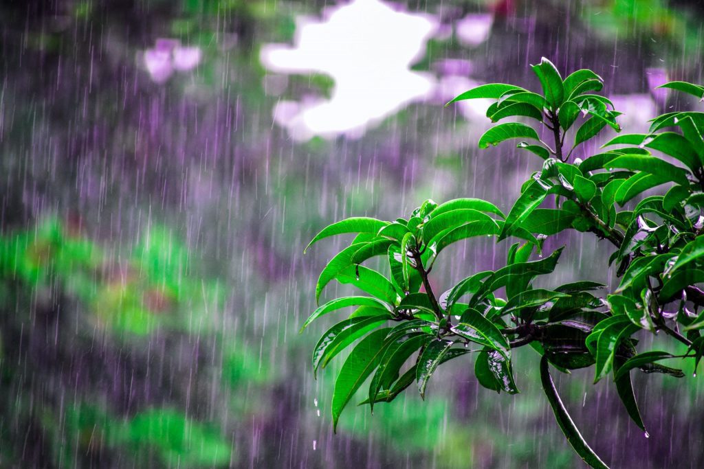 東北風稍增強降雨略增！熱帶擾動持續發展　最快明生成12號颱風「梅花」