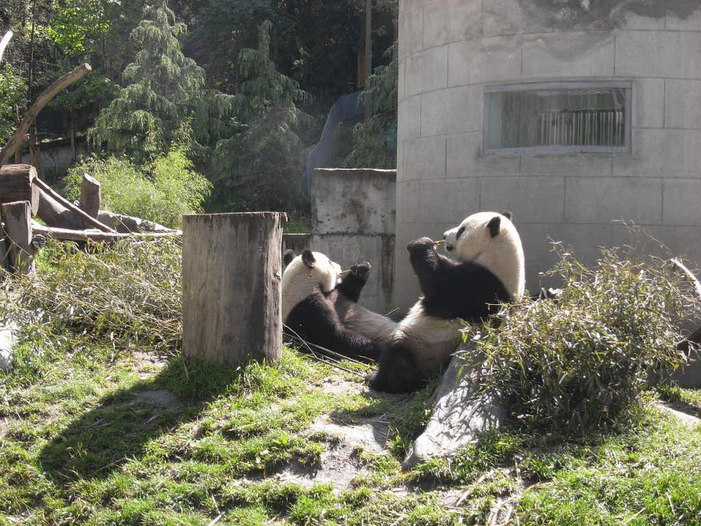 兩岸破冰搶救貓熊 台北動物園邀大陸專家來台 農委會將快速核准