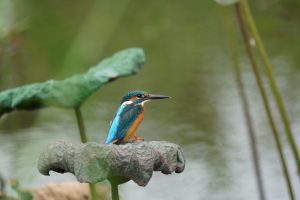 五彩捕魚翁—翠鳥