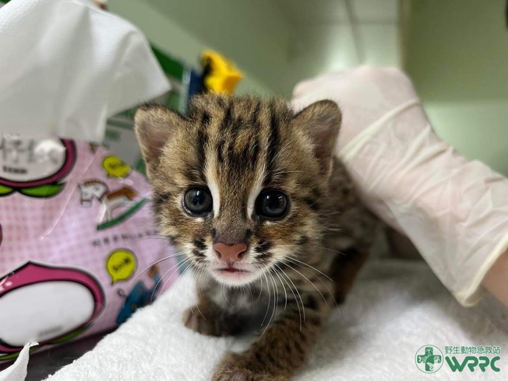 石虎不哭！台灣首款「生態護育貓食品牌」用愛守護野生動物棲息地