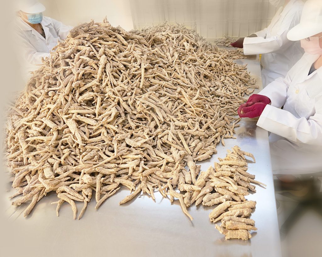 天冷想喝人蔘雞湯？不妨採用「花旗蔘」煲湯感受回甘濃郁！燉湯食譜大公開