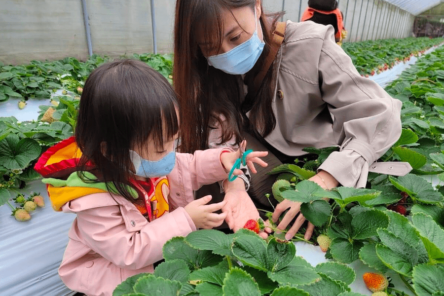 2023內湖草莓園全攻略！　好玩、好吃、好禮等你來體驗