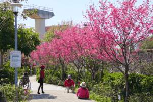 攝影玩家來鶯歌永吉公園拍櫻花賞炮仗花    還有更多花種等你來收藏