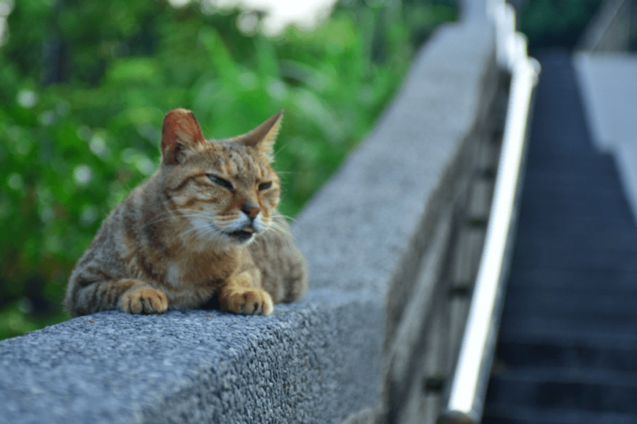 來新北猴硐貓村    帶喵星人回家