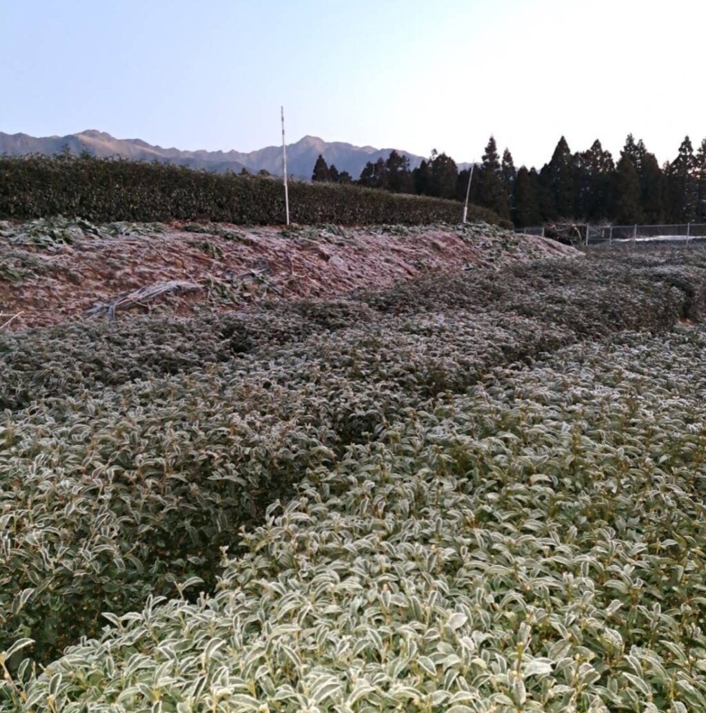 台灣冬片茶季節性產物　香氣持久清甜順口