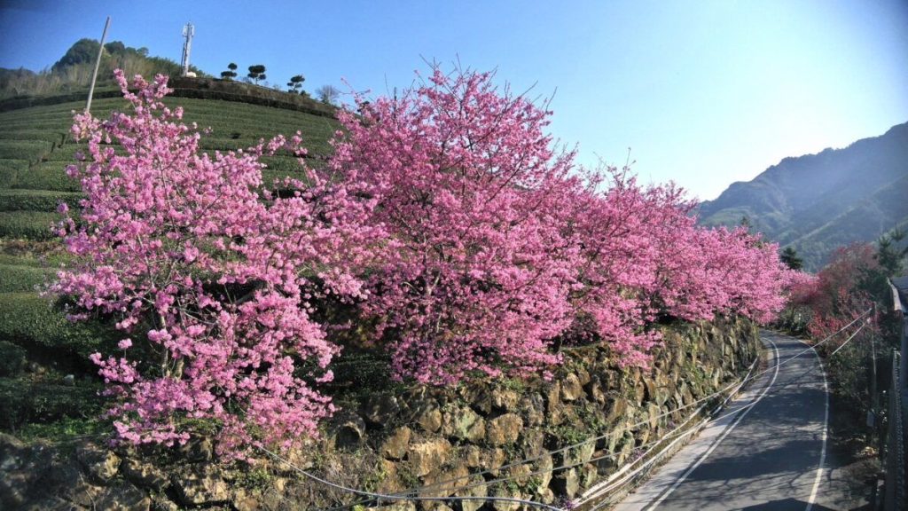 雲林草嶺櫻花滿山谷　民眾瘋搶森林五感體驗