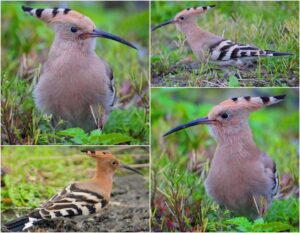 用鏡頭看鳥事∕戴勝開冠超吸睛　金門代言觀光但非縣鳥