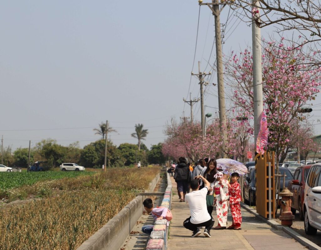 土庫櫻花季活動多  張麗善邀大家來賞櫻買特產