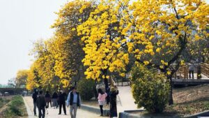 影音/黃花風鈴木盛開　嘉市府獨「嘉」自行車道秘境璀璨迎賓