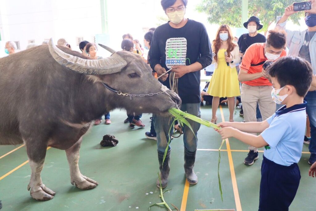 大同國小「對牛彈琴  與牛同樂」 體驗不一樣的兒童節