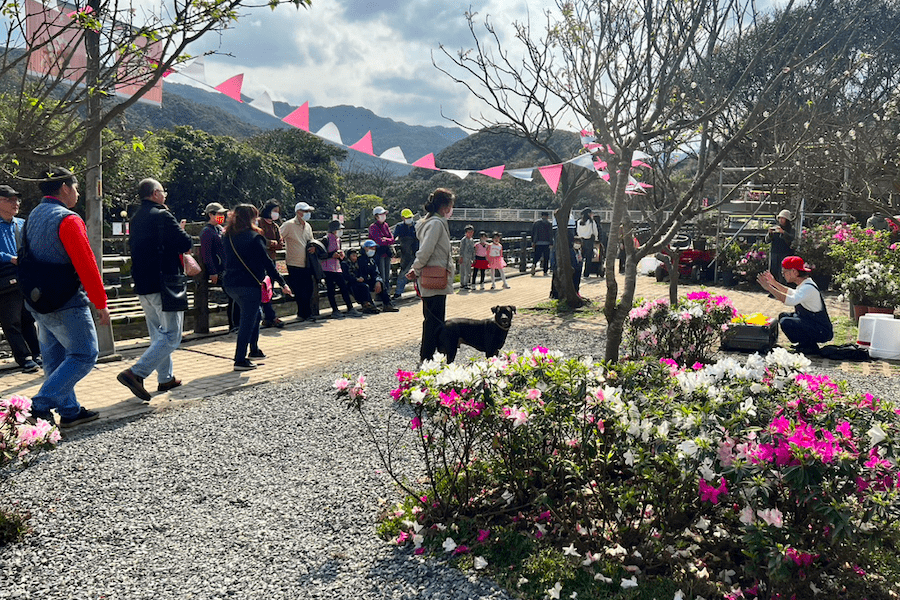 「移動花聚落」萬金杜鵑花展北海岸熱鬧展出    逾6萬人進場觀展    現場還可領取限量萬金花幣