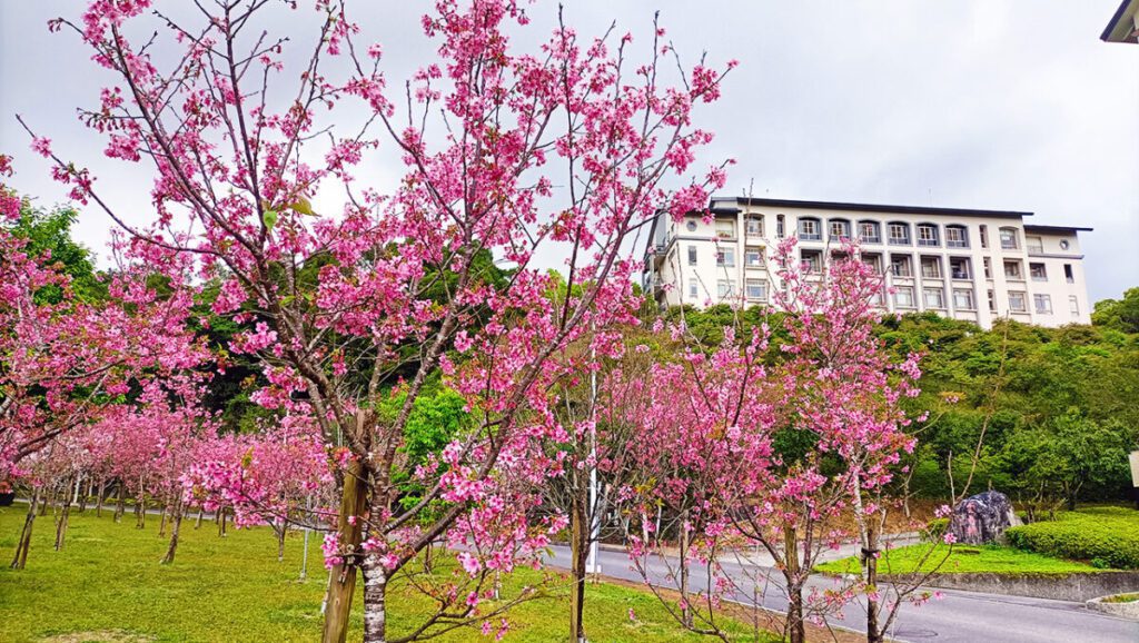 影音/櫻花、李花都盛開　佛光大學美景讓人驚豔