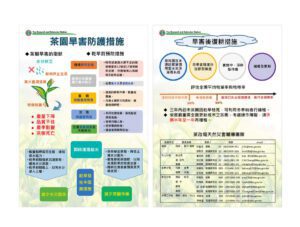 春茶雨情不佳　縣府籲茶農及早啟動抗旱