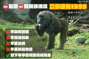 桃園狒狒「落網」卻傷重身亡　林務局：送北市動物園釐清死因