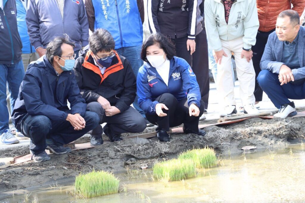 雲縣秧苗受風寒嚴重枯黃  張麗善實勘將爭取救助
