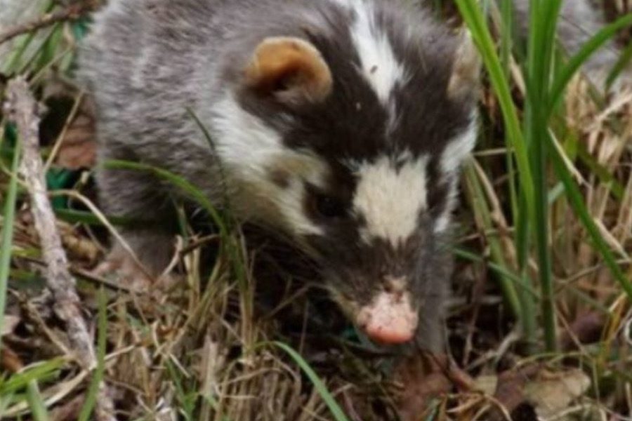 苗栗鼬獾首次驗出狂犬病例！　疾管署示警：避免接觸野生動物