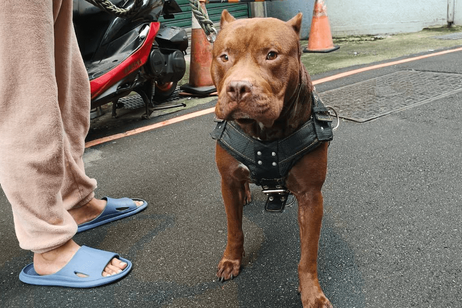 比特犬去年咬傷其他犬隻被罰    今年仍未依規定戴嘴套動保處再祭重罰