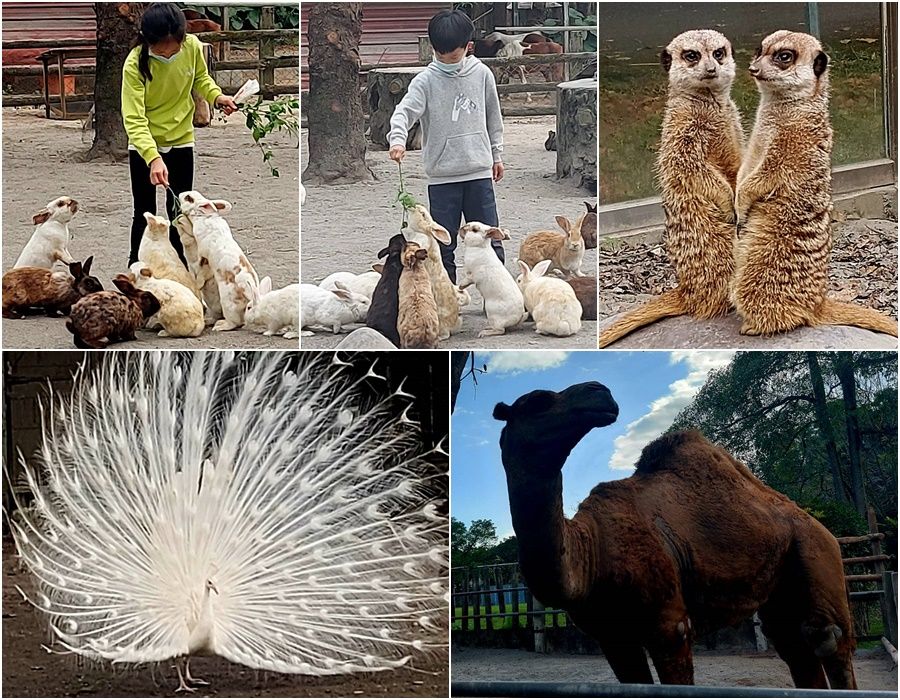 後山小調∕兆豐農埸的可愛動物