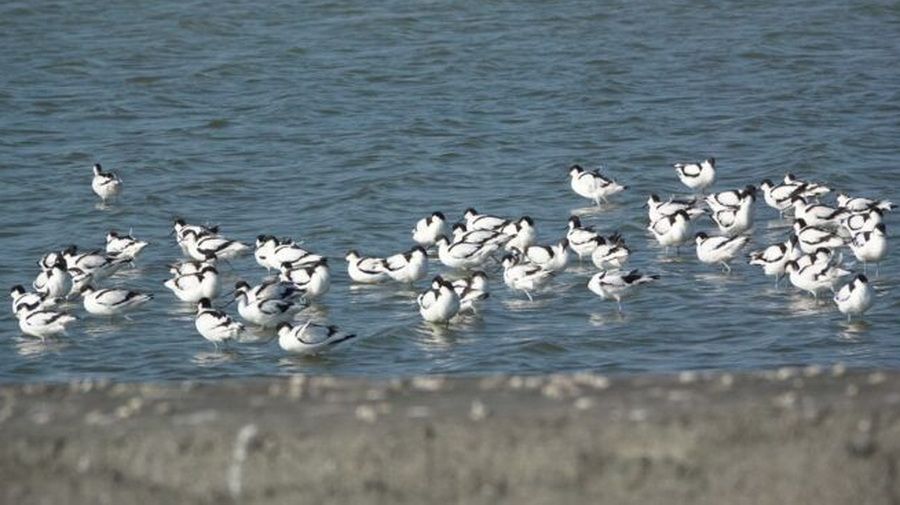 嘉縣布袋候鳥季元年　邀您到濕地生態園區賞鳥趣