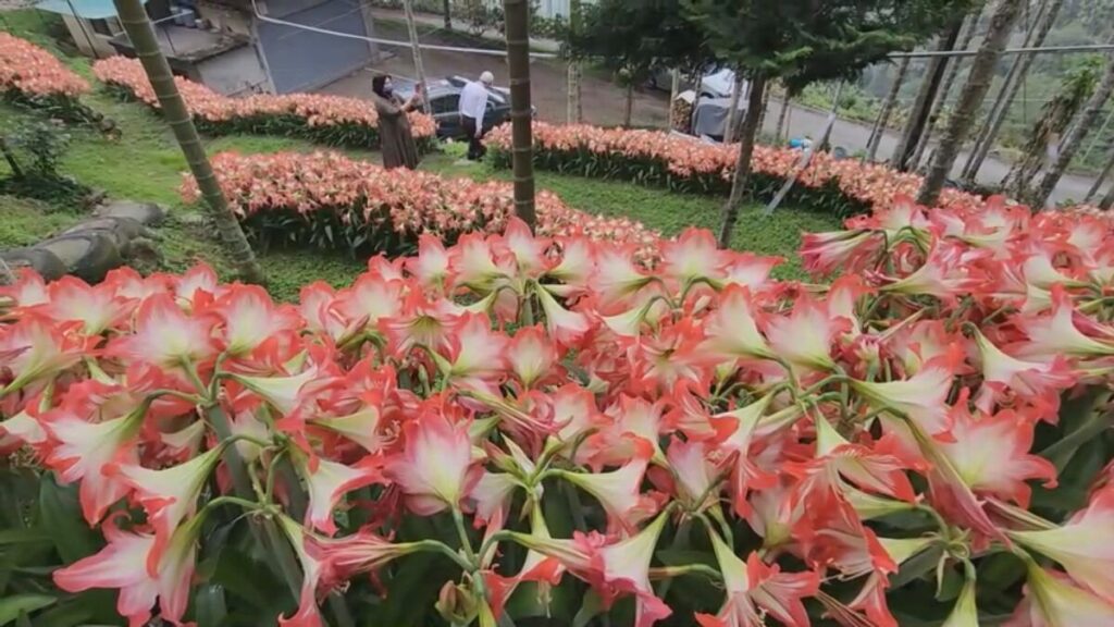 影音/愛花成痴　義縣梅山鄉圳南村民遍植孤挺花成秘境景點